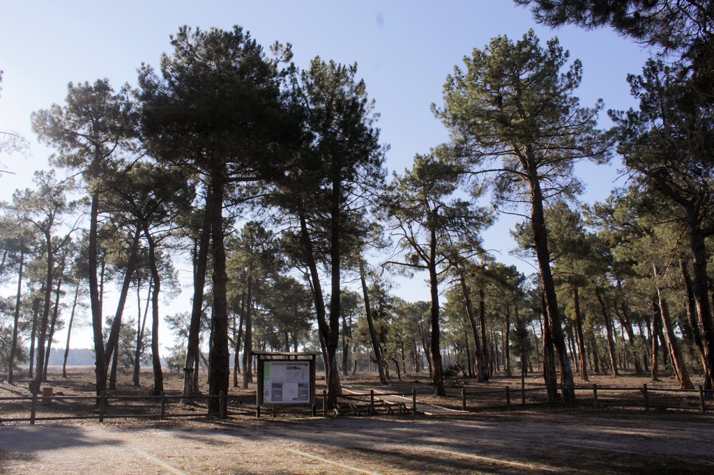 Senda entre pinares de pino resinero con detalle de un panel informativo sobre las lagunas de Cantalejo.